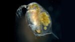 Water flea