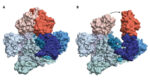 Bacterial Enzyme