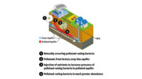 PFAS microbes